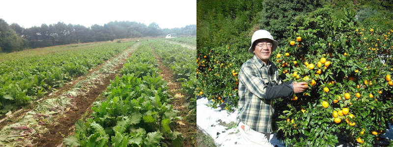 有機野菜の産地いろいろ